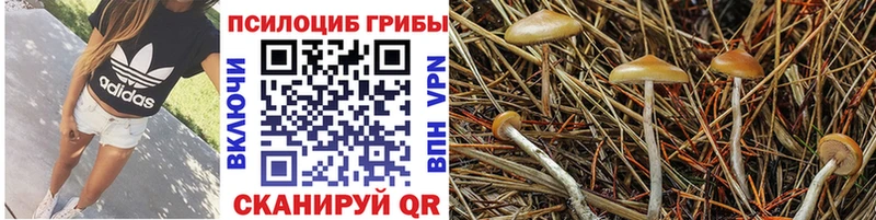 наркотики  Чердынь  OMG зеркало  Галлюциногенные грибы Magic Shrooms 